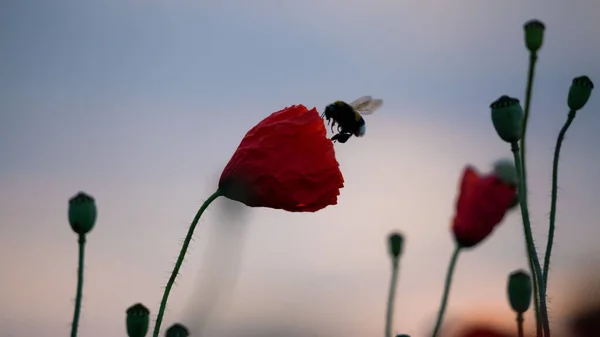 Scenic View Bee Flying Red Poppy Flower Field Blurred Background — Stock Photo, Image