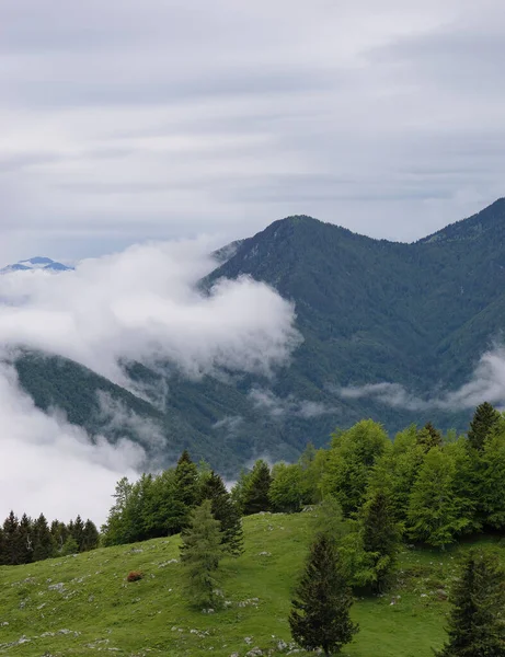 Tiro Vertical Uma Floresta Coníferas Grande Planalto Pastagem Nos Alpes — Fotografia de Stock