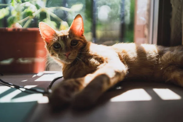Closeup Shot Adorable Kitten Sunny Windowsill — Stock Photo, Image