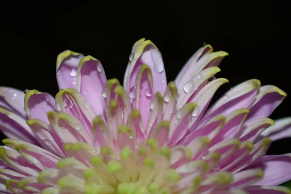 Closeup Shot Chrysanthemum Black Background — Stock Photo, Image