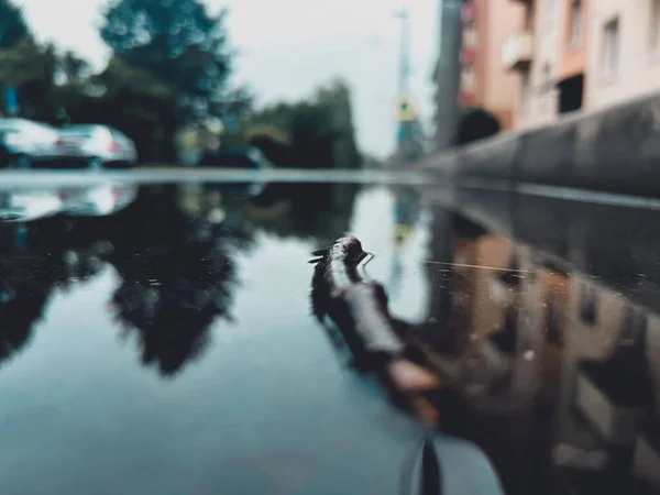 Kaluž Vody Odlesky Zelených Stromů Budov — Stock fotografie