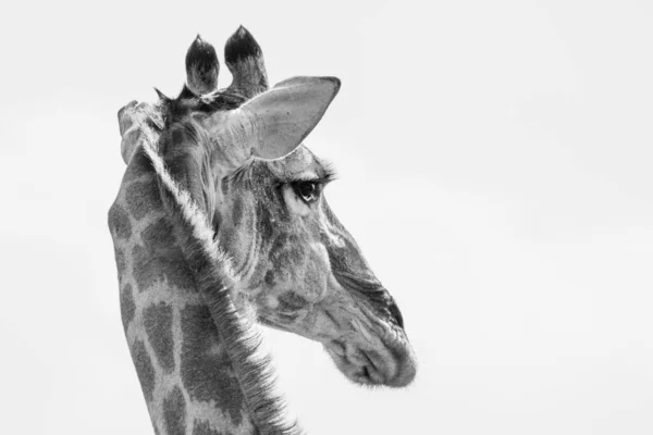 Uma Foto Escala Cinza Cabeça Uma Girafa Reserva Natural Pilansberg — Fotografia de Stock