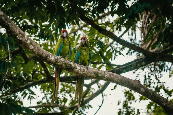 Two Green Ara Parrots Peacefully Resting Tree — Stock Photo, Image