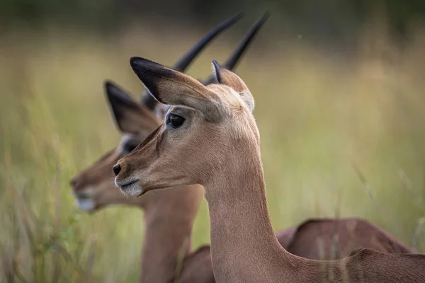 Красивый Выстрел Impalas Заповеднике Пилансберг — стоковое фото