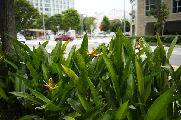 在街头背景下生长着黄花植物的特写镜头 — 图库照片