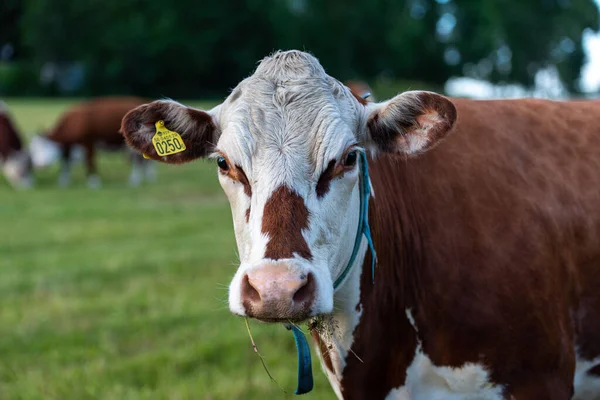 Yeşil bir çayırda kahverengi beyaz bir ineğe yakın çekim