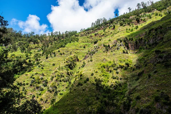 Açık bir gökyüzünün altında doğal bir orman ve dağ manzarası.