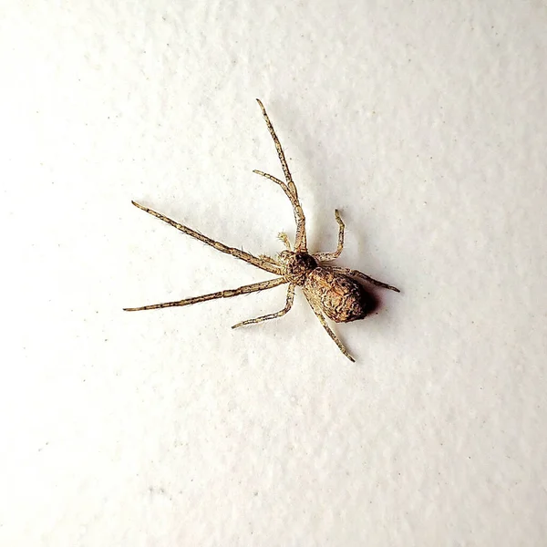 Beyaz arkaplanda izole edilmiş bir örümceğin yakın plan görüntüsü