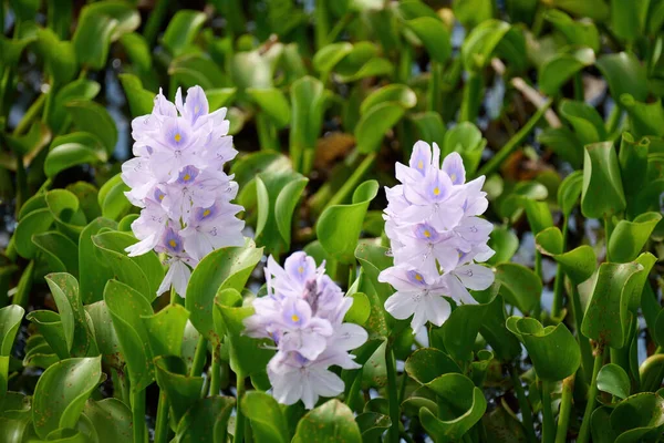 Scenic View Purple Common Water Hyacinth Blooming Hong Kong — Stock Photo, Image