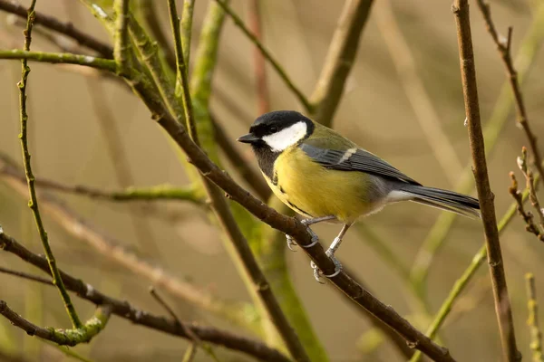 Cute Great Tit Parus Major Perched Branch Bare Woodland Background — Stockfoto