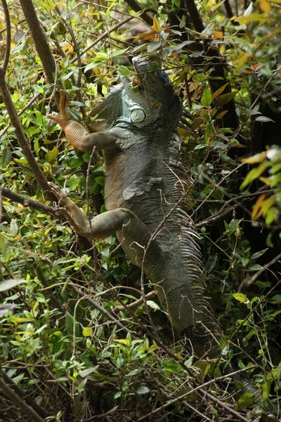 Vertical Shot Big Lizard Tree Branch — Stock Photo, Image