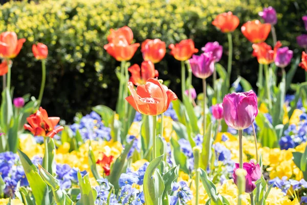 Bir tarlada çiçek açan renkli renkli lalelerin yakın plan çekimi.