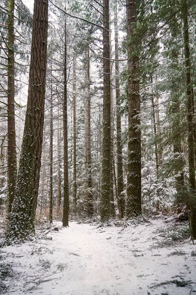 겨울날 나무들 사이를 거닐고 — 스톡 사진