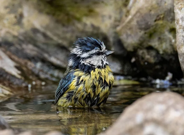 Beautiful Shot Eurasian Blue Tit Pond — Fotografia de Stock