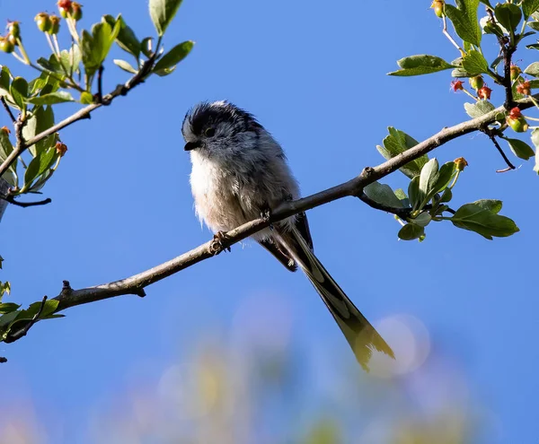 A selective focus shot of a long-tailed tit bird perched on a branch