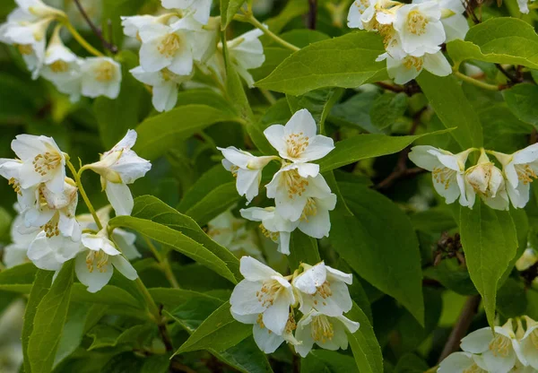 Dalları ve yasemin çiçekleri olan bir yakın plan, dostum.
