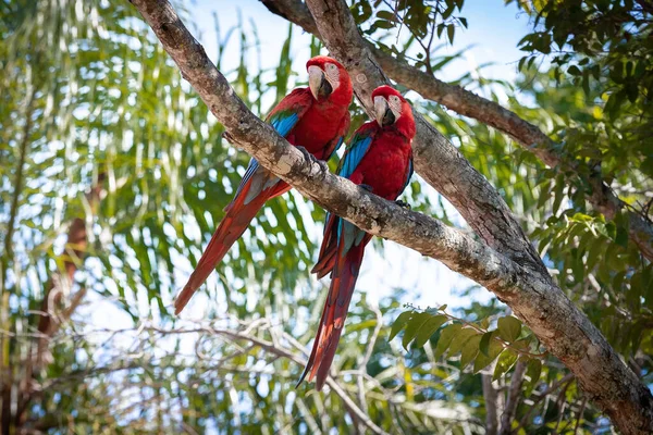 Brezilya Yeşil Bir Ağacın Dalına Tünemiş Güzel Red Araras Yakın — Stok fotoğraf