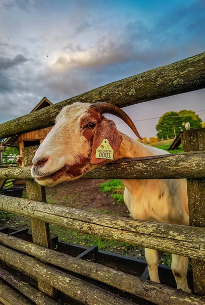 Primer Plano Ovejas Mirando Cámara Desde Una Puerta Madera — Foto de Stock