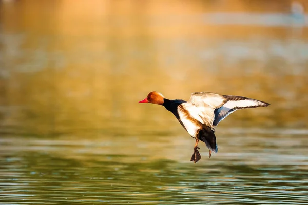 Närbild Manlig Röd Crested Pochard Netta Rufina Landning Vattenytan — Stockfoto