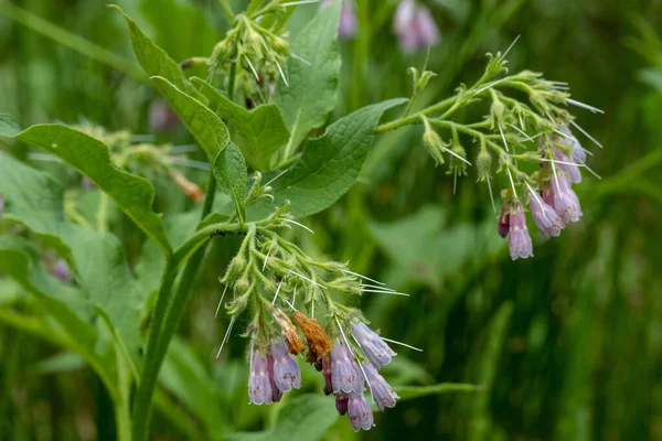 Tiro Close Arbustos Comuns Florescentes Comfrey — Fotografia de Stock