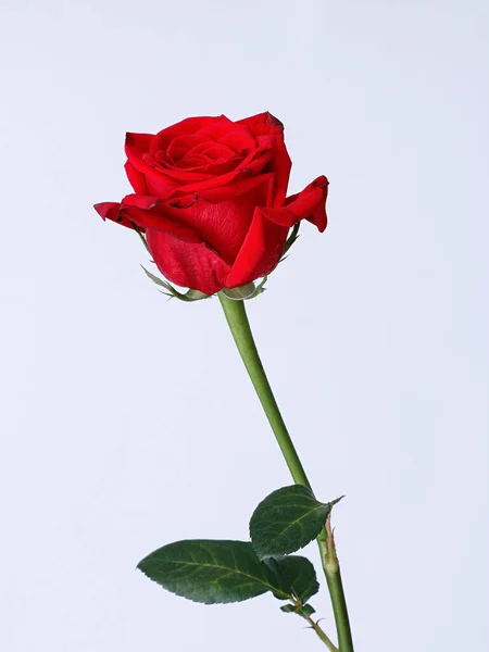 Tiro Vertical Uma Bela Rosa Vermelha Isolada Fundo Branco — Fotografia de Stock