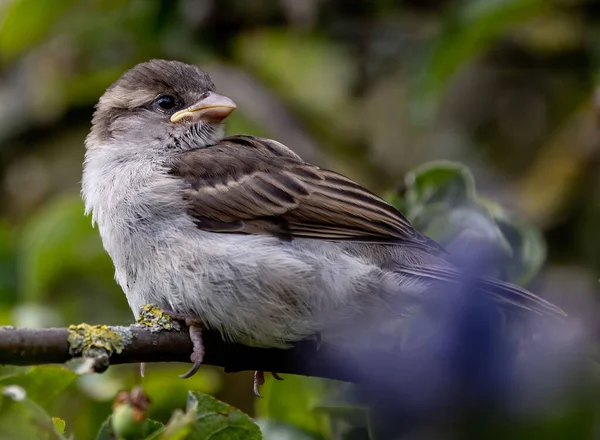 Adorable Gorrión Italiano Posado Una Rama Sobre Fondo Borroso Jardín — Foto de Stock