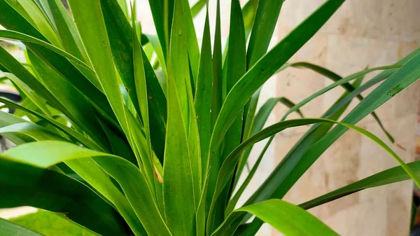 Zbliżenie Świeżych Zielonych Roślin Dla Tarasu Domu — Zdjęcie stockowe