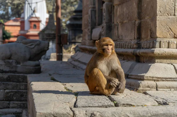 Singe Brun Assis Sur Rocher Près Temple Pashupatinath Népal — Photo