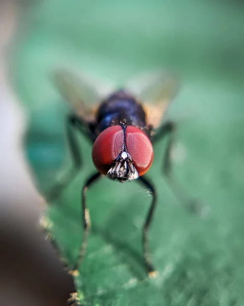 Eine Vertikale Makroaufnahme Einer Fliege Auf Einem Blatt — Stockfoto