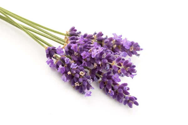 Fresh Lavender Flowers Isolated White Background Lavandula Angustifolia — Stock Photo, Image