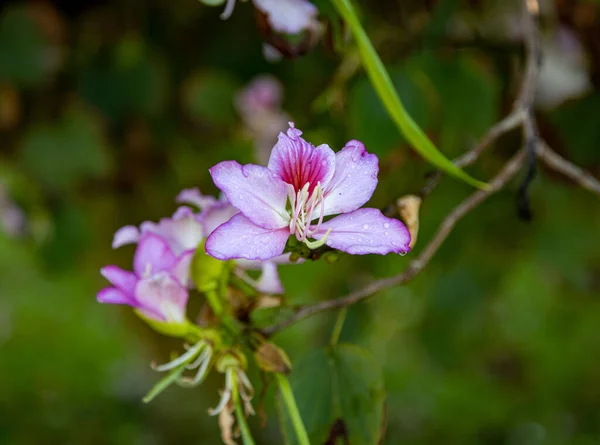 Närbild Bauhinia Blommor — Stockfoto