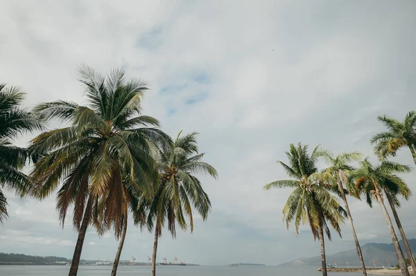 Ein Malerischer Blick Auf Palmen Einem Ufer Vor Einem Leicht — Stockfoto