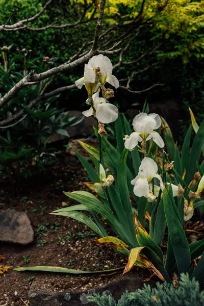 Iris Germanica Flor Iris Barbudo Blanco Jardín Fondo Oscuro — Foto de Stock