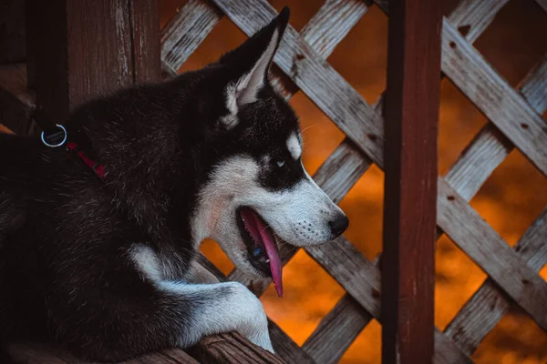 Közelkép Egy Husky Kutyusról Pórázzal — Stock Fotó