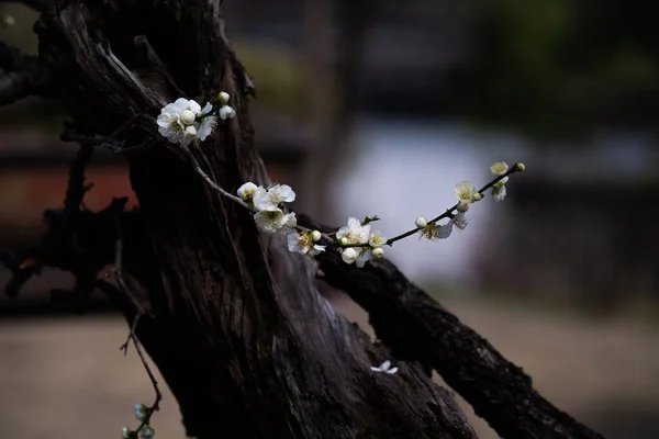 梅花在树枝上的美丽景色 — 图库照片