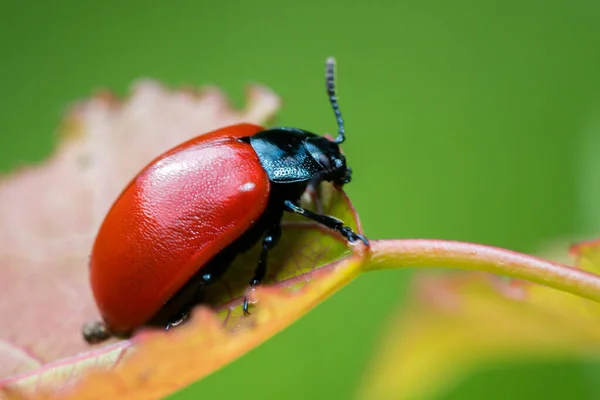 Escarabajo Hoja Álamo Chrysomla Populi Árbol Escarabajo Rojo Luminoso Encuentra —  Fotos de Stock