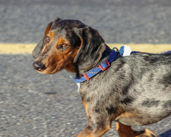 Gün boyunca dışarıda gezinen bir Catahoula Leopar Köpeğinin güzel bir fotoğrafı.