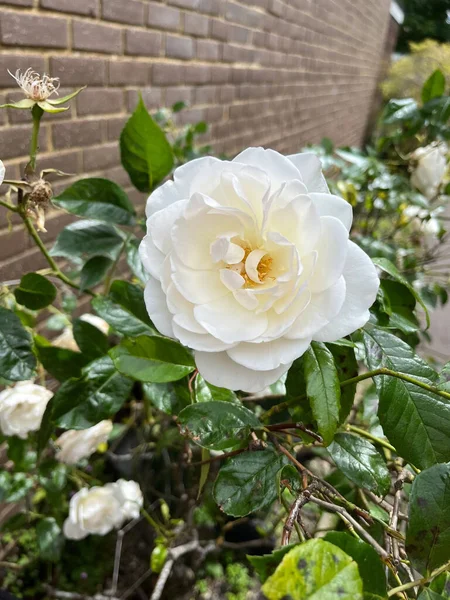 Eine Vertikale Nahaufnahme Einer Schönen Weißen Rose Garten — Stockfoto