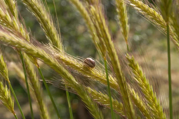 Closeup Snail Wheat Sunny Summer Day — Stock Photo, Image