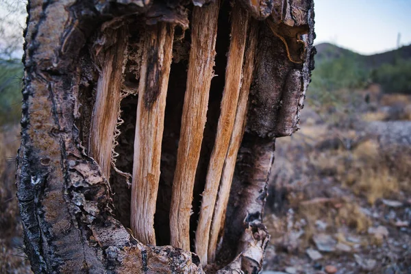 ソノラ砂漠での骨サボテンの閉鎖 — ストック写真