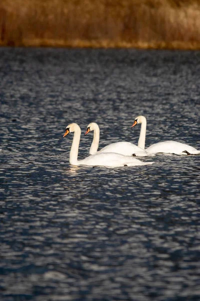 湖で泳ぐ白い白鳥の垂直方向の景色 — ストック写真