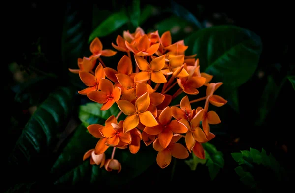 オレンジ色のジャングルのゼラニウムの美しいショット — ストック写真