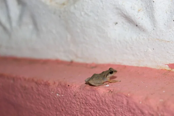 Closeup Tiny Frog Sitting Pink White Painted Wall — Stock Photo, Image