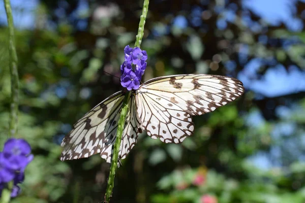Een Close Shot Van Een Witte Vlinder Wazige Achtergrond — Stockfoto