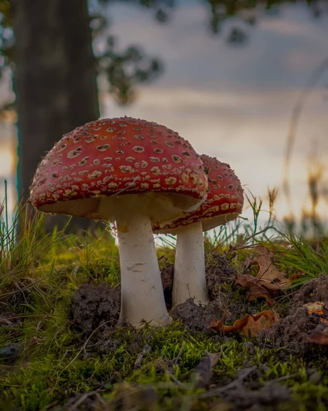 オークの木の下で夜明けに2つの完璧なAmanita Muscariaキノコ — ストック写真