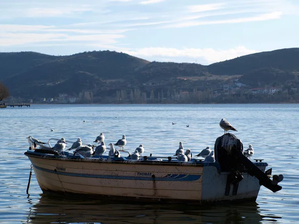 Seagulls Boat Relaxing Together — Stock Photo, Image