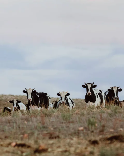Grupo Vacas Holstein Blanco Negro Campo Día Nublado — Foto de Stock