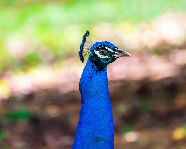 Primer Plano Macho Peafowl Indio Pavo Cristatus —  Fotos de Stock