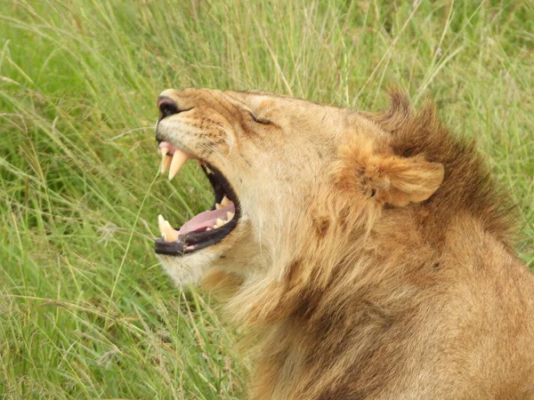 Closeup Shot Roaring Lion Lying Green Grass Field — Stock Photo, Image