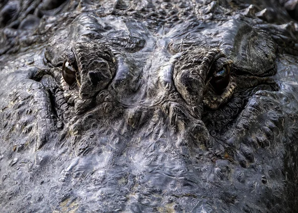 美国短吻鳄头部的特写镜头 — 图库照片